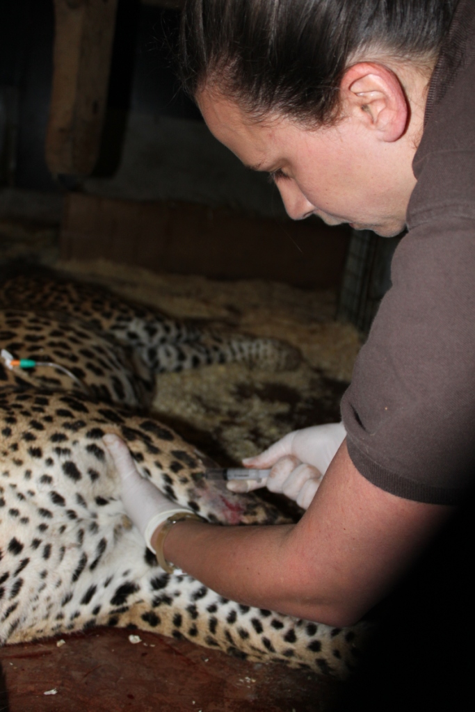 Le Secteur Zoologique Du Parc Cerza Le Parc Des Safaris