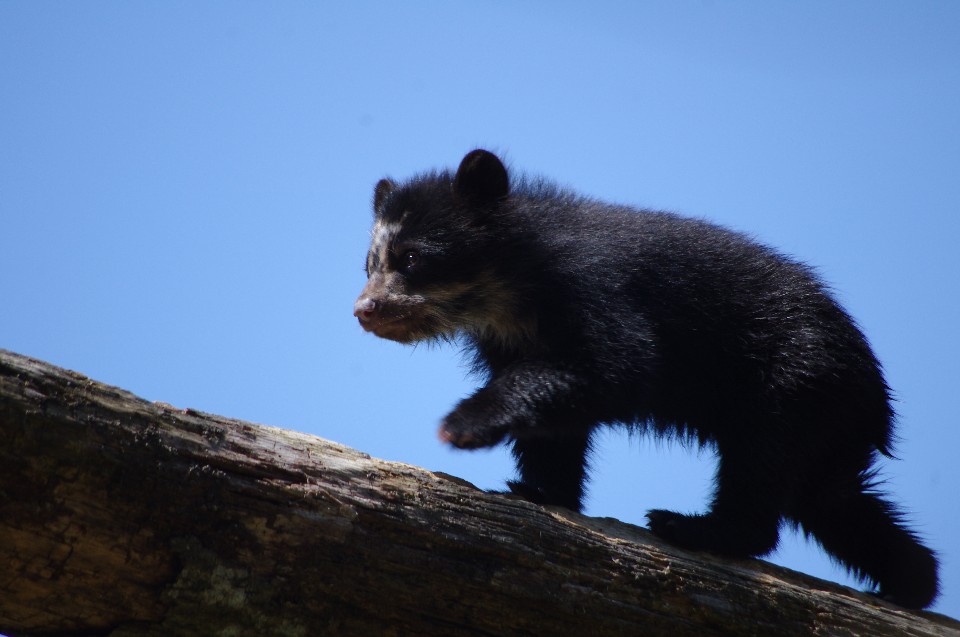 Objectif Ours Cerza Conservation