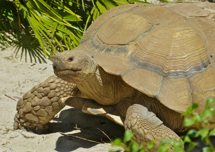 Tortue sillonnée - Nature et Zoo : l'actualité des parcs zoologiques