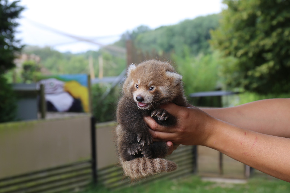 Le Panda Roux Du Parc Zoologique Cerza Le Parc Des Safaris